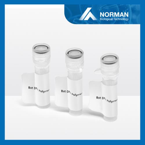 Bst DNA Polymerase