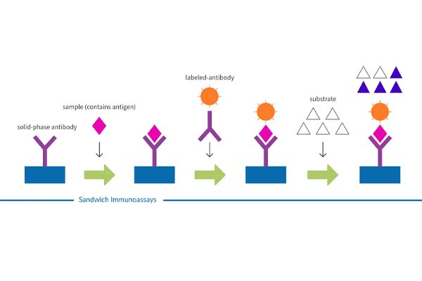 The Principle of Direct Chemiluminescence Immunoassay